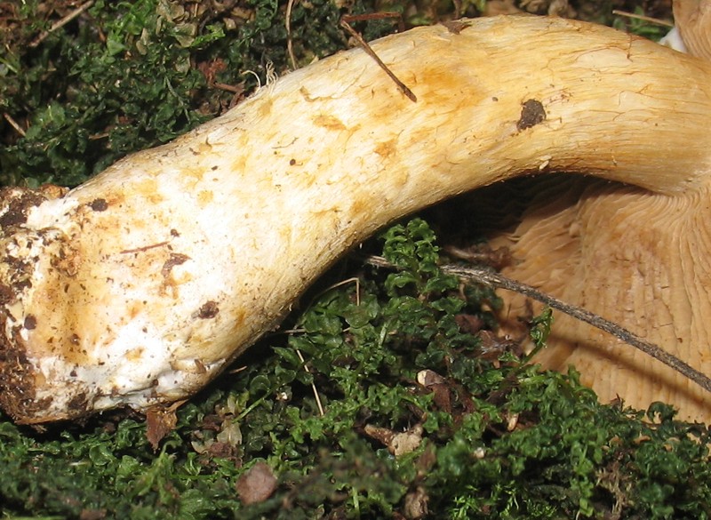 Cortinarius ochropallidus?